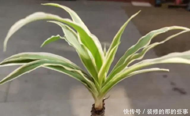 淘米水|老汉3年的吊兰老桩,手痒灌了两勺淘米水,几天就枯萎了,真倒霉