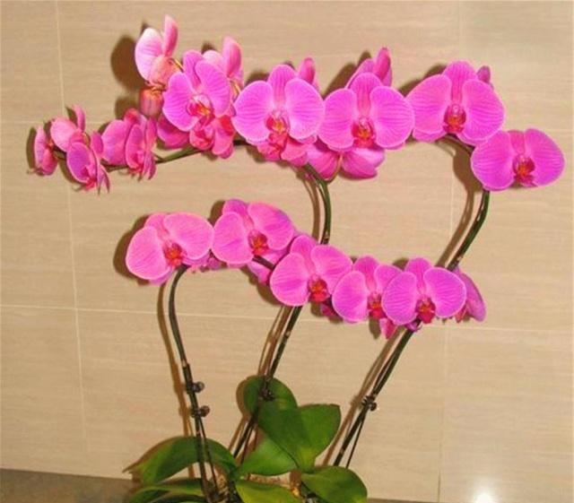  「偷懒」蝴蝶兰开败后，还不做这“2步”？想要偷懒那就等着“看盆”吧！