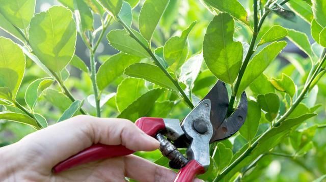  「旺盛」春季绿植管理方法和种植很关键，做好3个方面让绿植旺盛生长