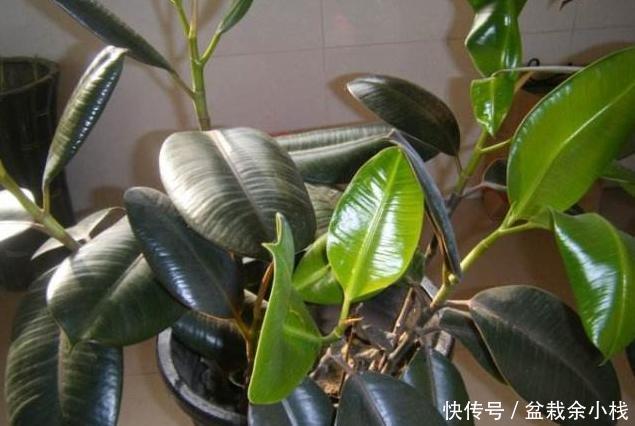  适合|适合懒人朋友养的五种植物，就算不上心，它们自己也能长得很好