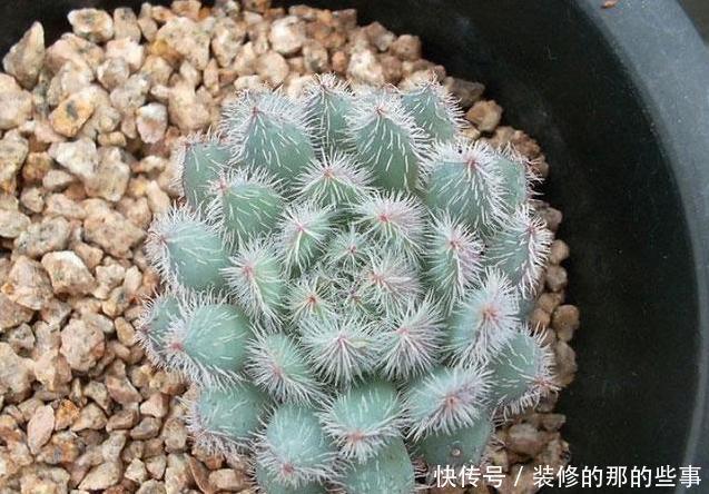 白色粉末|养尽天下多肉,多肉介绍,这几种拟石莲花属,你造不造啊
