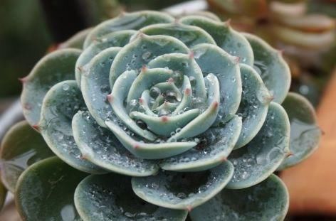  「花苞」家养这四款“开花机器”，花量大花色艳，枝头窜满花苞