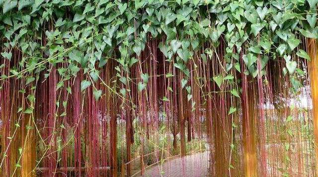  #垂直#这1种植物高达3米，千万条气根向下垂直，像帘子一样，原来是它