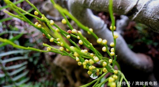 【蕨类植物】蕨类植物|松叶蕨是不是濒危物种如何栽培养护