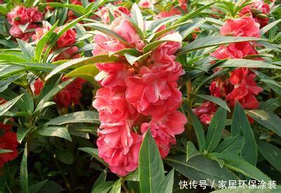  #漂亮#喜欢养护漂亮的花卉，就在家中养护3种花卉，花大色艳，长势茂盛