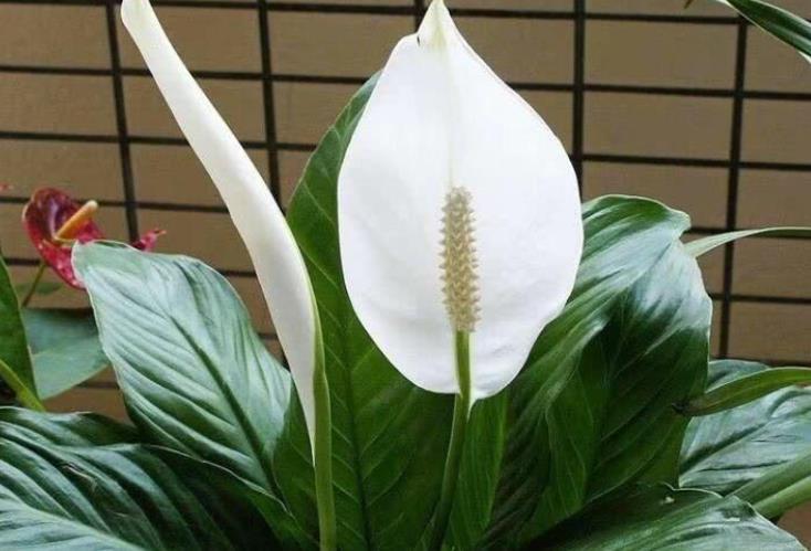 #室内#适合养在室内的4种花,杀菌净化空气,难怪聪明人都在养!