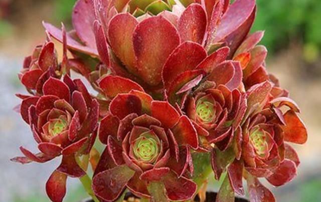  法师：教大家将法师多肉养成手捧花,方法简单学一遍就会