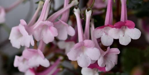  「牡丹」此款植物，比牡丹、绿萝还好养，家里养1盆，花色淡雅，绚丽多彩