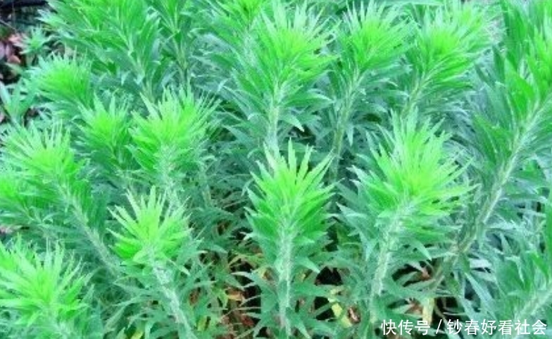  【小飞】乡下常见杂草，现在成了稀罕物，价值珍贵