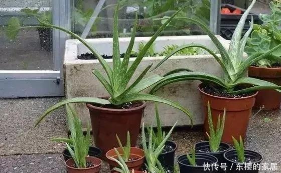 盆变|芦荟1盆变多盆,只需学会这招