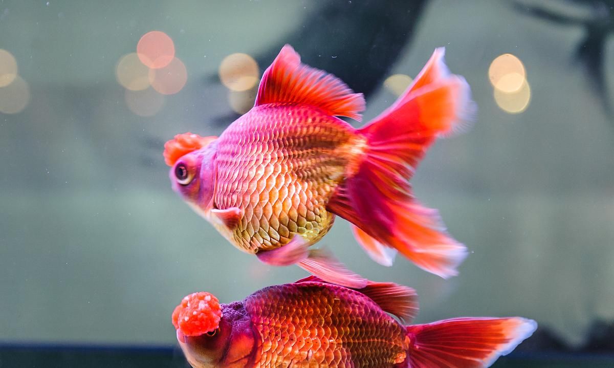  青苔的石■一位鱼友轻松养死两缸金鱼的经历，我们看看是否似曾相识？