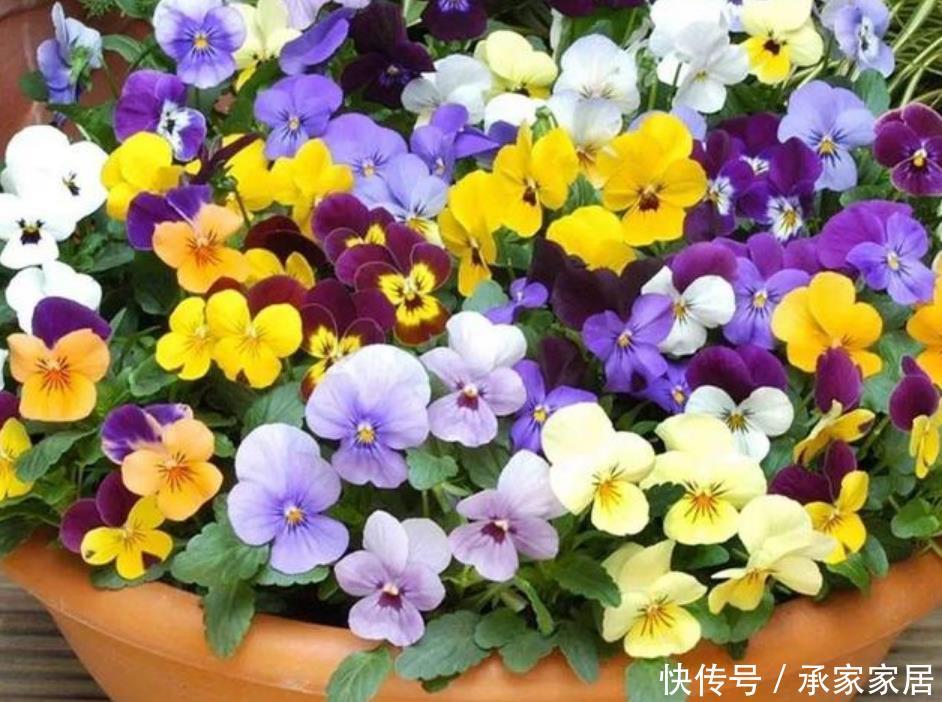 春天@春天就养“4种花”,越晒越开花,一开就是200天,拦都拦不住!