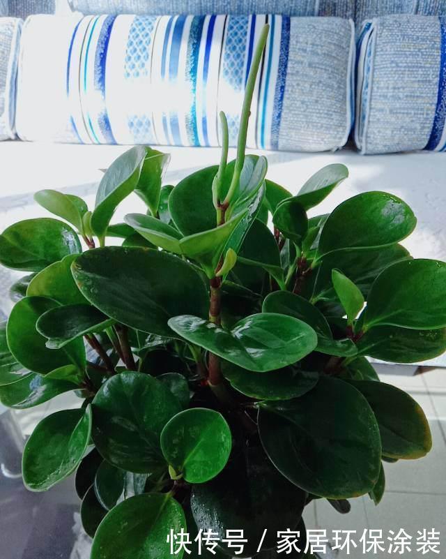 「种花」9种花,不能多浇水,水一多就烂根