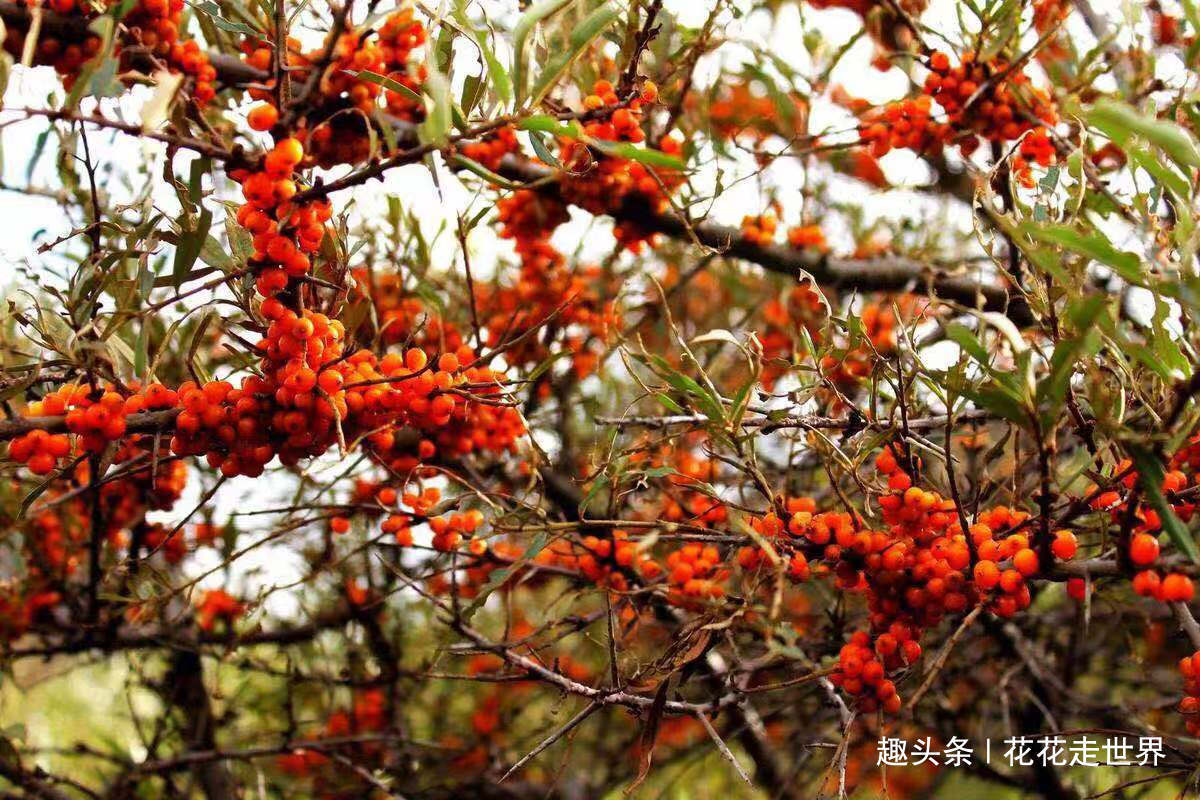 四川又一景区走红,比稻丁、九寨沟更美没有被完全开发