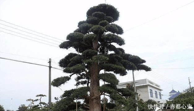  旺宅：农村有哪四大镇宅之树？种在什么位置可以旺人旺宅