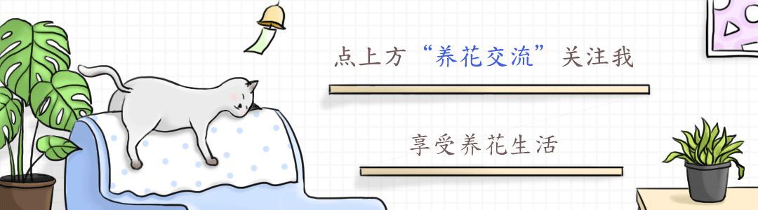  『光照』室内养的盆栽多肉植物茎叶不断拉长，枝叶徒长要咋解决？