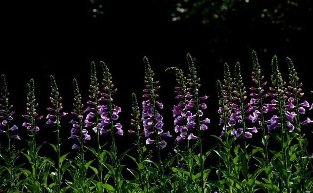  『花展』2020上海（国际）花展开幕