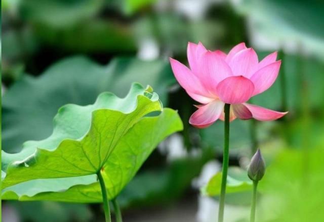  『药用价值』阳台上就这种这些可以吃的花卉，看好好养还好吃！