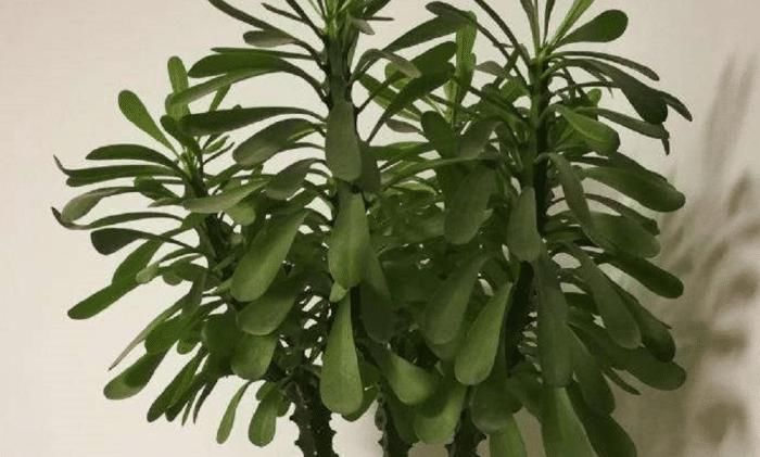  『误食会出现』这几种有毒的花，你家里有吗？