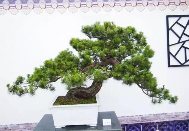 盆景大师都爱玩，山松会否成为下一个热点？