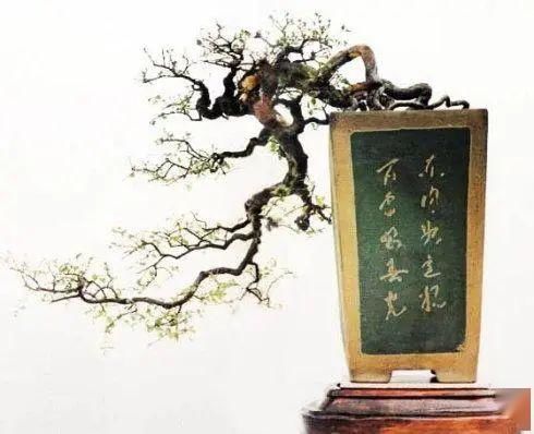  悬崖|凌空倒悬，野趣横生——悬崖式盆景造型探讨