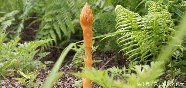 农村地里的一种宝贝，价格高达600元一斤，已经非常稀少了