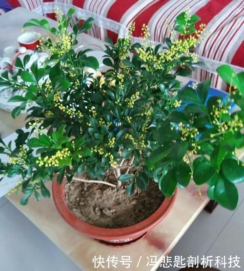  [浇水]养“米兰花”，要注意一点，花更多，叶子更油绿，四季都茂盛