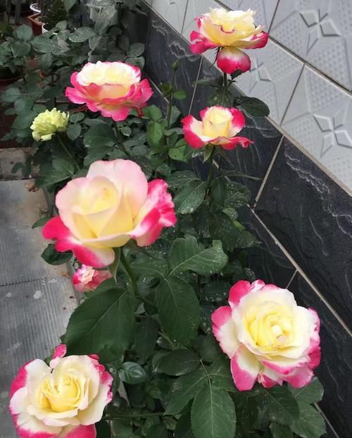  『养花』喜欢养花，阳台就养这四款，娇小玲珑，风姿卓绝，年年爆盆