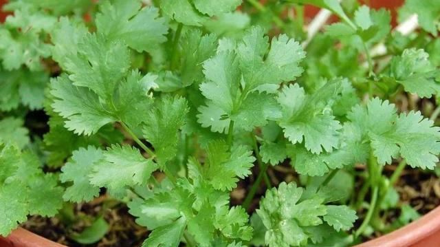  「蔬菜」阳台种菜，选择这3种蔬菜，吃完一茬长一茬，绿色健康又好吃！