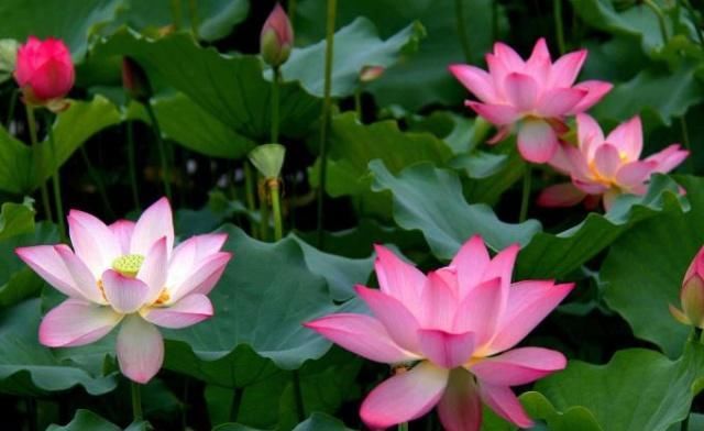  「荷花」不管养啥“荷花”，5月吃点“渣”，叶片长又艳，花开朵朵红