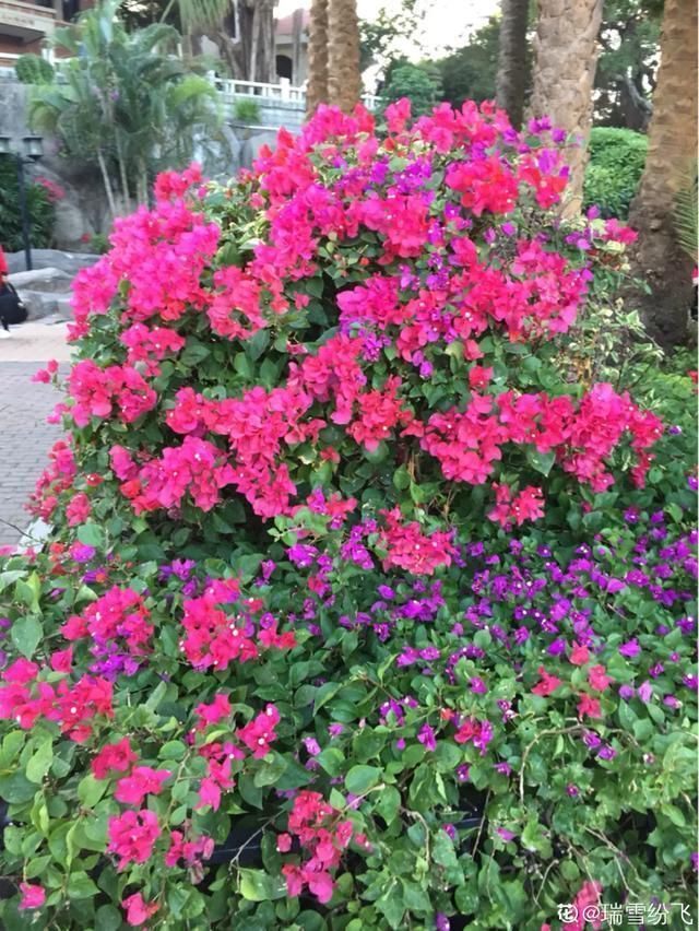  开出漂亮■阳春三月，出门踏青，原来有这么多漂亮花！