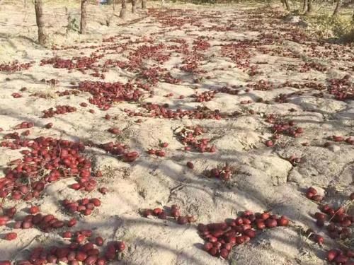  上市|几百万吨果同时上市，你不卖，有的是人卖，价格太低果农叫