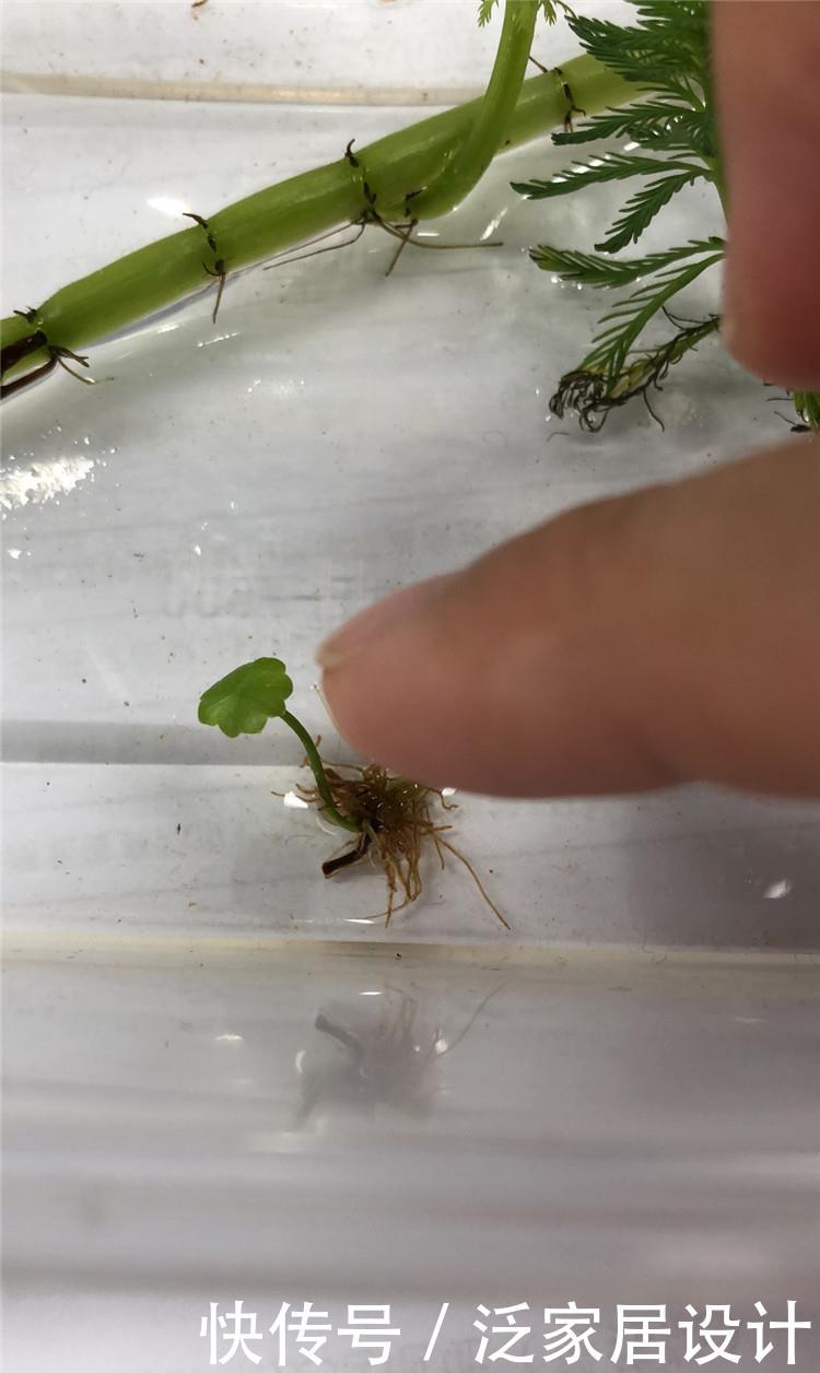  『根茎』铜钱草蜕变：2毫米小根茎，养出大惊喜，“爆盆”也可能哦！