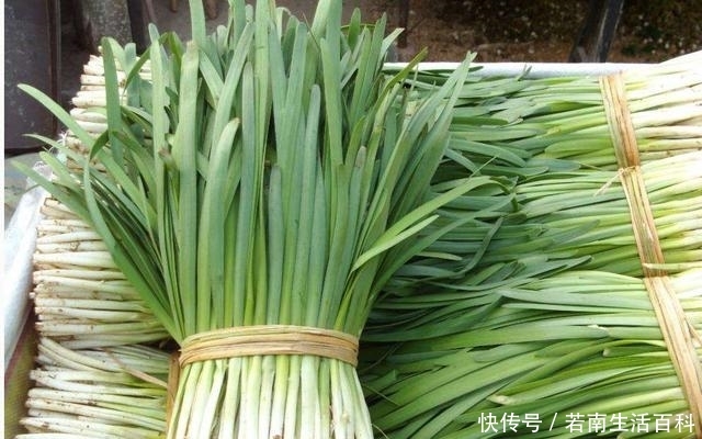 「收割」春天,韭菜进入生长关键期,注意4点,韭菜割完一茬又一茬