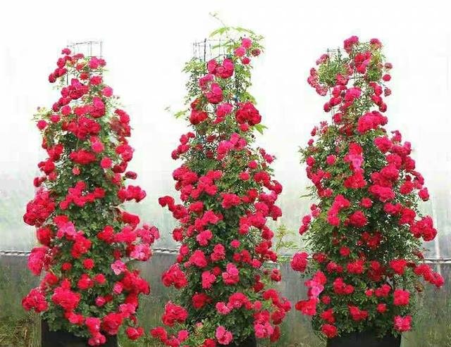 『庭院』庭院最香爬藤花卉,一年能开180,花朵艳丽,比玫瑰还好看!
