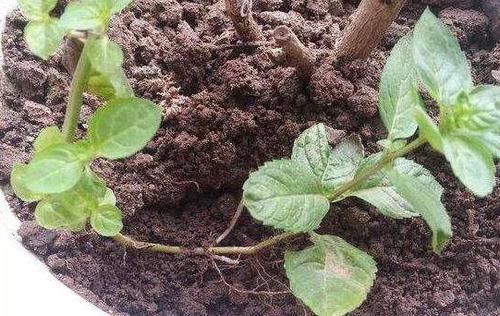  『高温』趁着高温，学会压条繁殖茉莉，可适用于多种植物，1盆变10盆