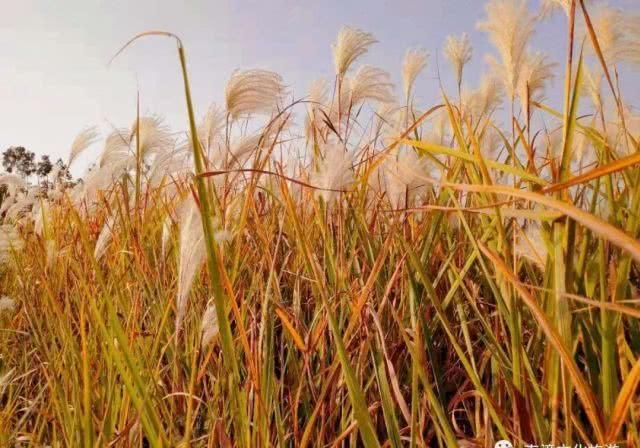 似云烟、如白雪，九集那一片醉人的芦苇花