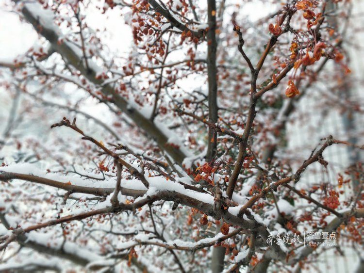瑞雪兆丰年，淄博迎来了2019年首场降雪