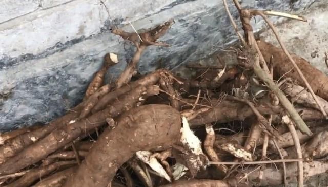  「采挖」树林里有1种“葛根”，根茎珍贵，春、秋采挖，价值堪比车前草！