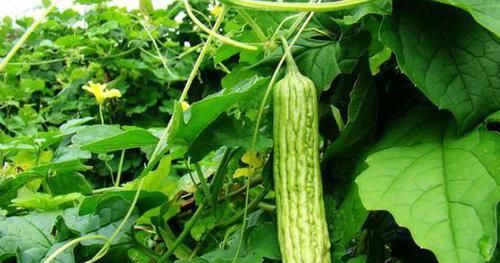  「一大」选购绣球花？只选对的，不买贵的，4步走捷径，小苗开花一大簇