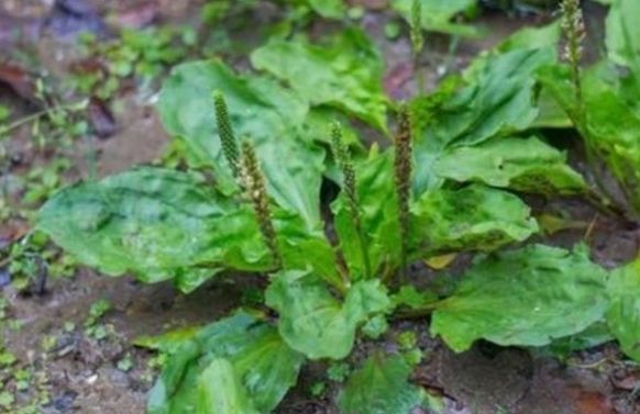  [平车]农村遍地都是的野草，以前农民不会注意它，现在比庄稼还