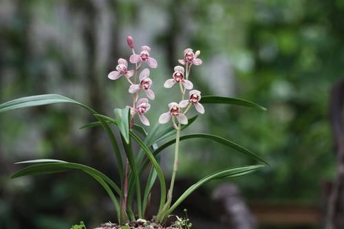  「家里」家里阳台种这些花朵，不用太管就能变花海，开花轻松爆，绚丽多彩