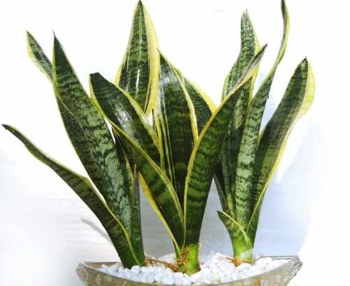  『虎皮兰』卧室养什么花杀菌？这4种植物好看又好养，还能让细菌绕道走
