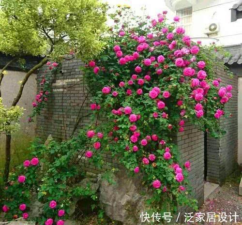  『月季』阳台栽种藤本月季怎么样，需要注意什么？