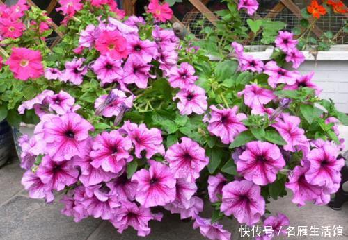 #漂亮#4种花,夏天也能养,耐晒又耐旱,越晒开花越漂亮