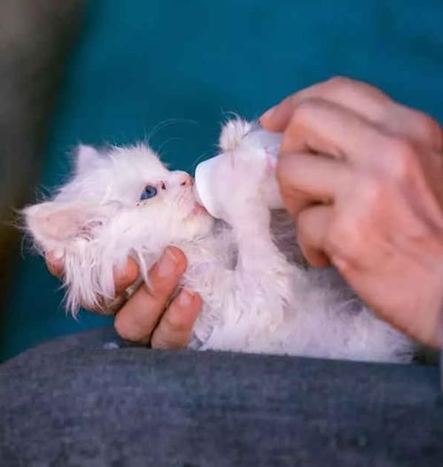  [生活]阿姨捡了一只流浪猫，洗澡后被猫咪颜值惊艳这么漂亮还有人扔