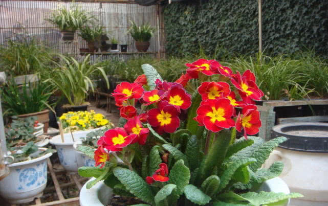  【低矮】新型室内盆栽花，植株低矮花量大，栽培容易花期长！