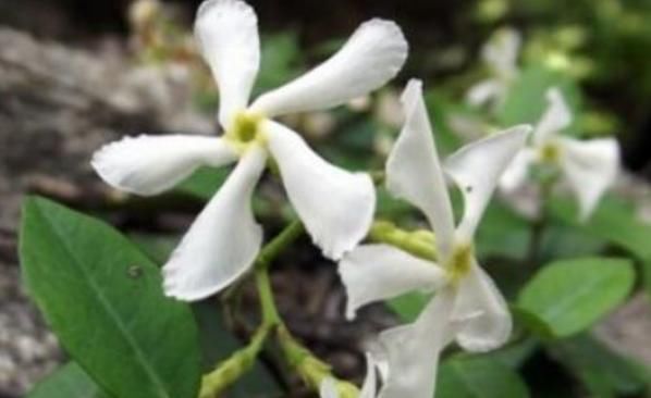  『种植』5种花适合养阳台，花开绚丽夺目，一年四季都盛开，繁盛惹人爱