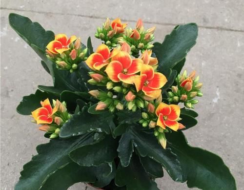 加水■1勺粉末加水里,秒变“促花水”,7天喂一次,长寿蟹爪兰争着开花
