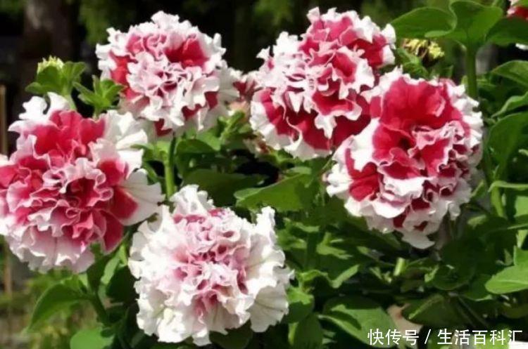  『凤仙花』喜欢家中养花，就养这几3种，花色艳丽，花期长，美轮美奂美娇娘
